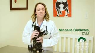 Pet Care Insights - Regular Check-ups for your Cat