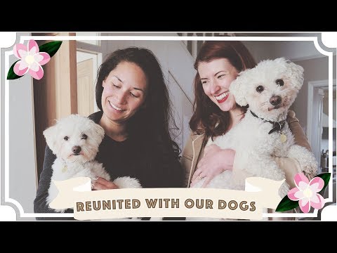 Reunion With Our Dogs After 8 Weeks // Ep 8 //Traveling With A Chronic Illness//Malaysia Travel Vlog