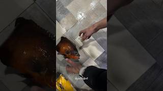 Oscar Jumped out of Aquarium while feeding !  #fish #aquarium #arowanakeepers