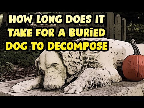 When a Dog Is Buried in Your Yard, How Long Does it Take to Decompose?