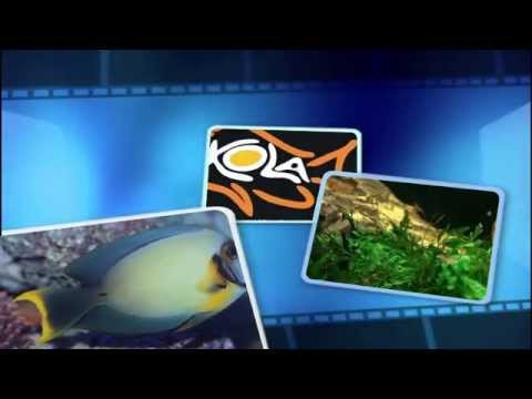 Pirania czerwona -  Pygocentrus nattereri