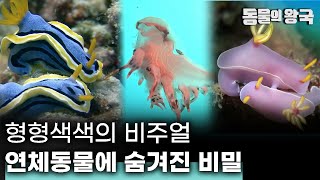 독특한 겉모습! 각양각색 비주얼! 개성 넘치는 연체동물의 세계로 떠나는 여행