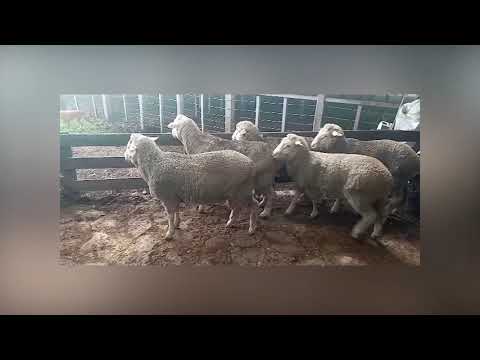 Borregos PI - Remate "Lolita" 2021