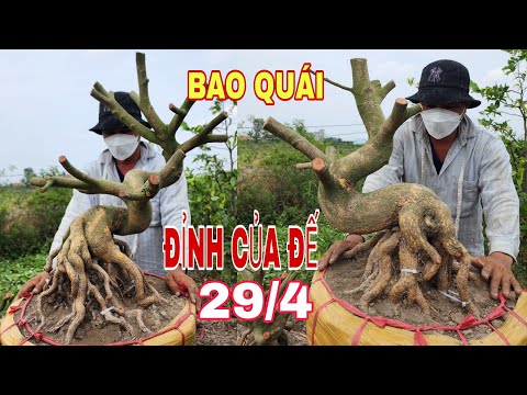 29/4 Báo giá phôi quái đế xổ nôm 0907813169