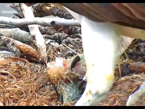 Hellgate ospreys 5 12 17 1049am Louis delivers small headless fish to Iris