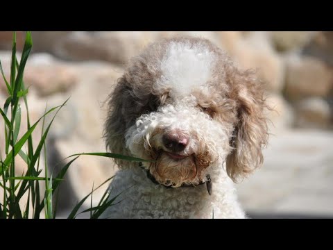 10 Perfect Names for Your Lagotto Romagnolo 🐶 | Unique & Adorable Ideas!
