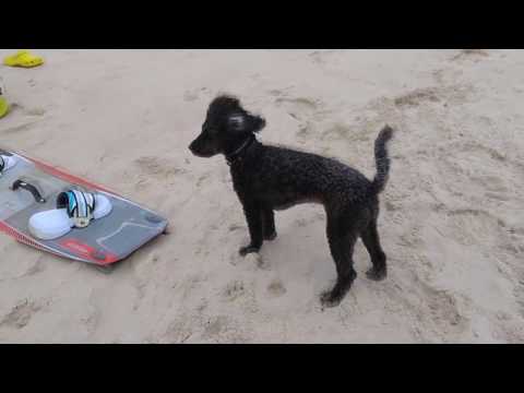 Dog Trip israel Netanya sea 2017