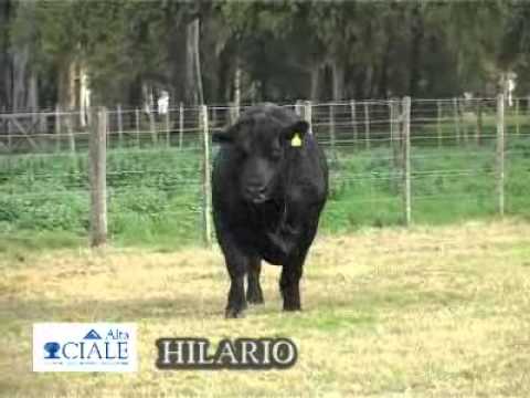 CIALE Alta Toro Hilario - Angus Negro