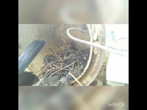 Black sparrow building nest -time lapse