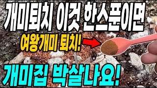 개미퇴치 이것 한스푼이면 여왕개미까지 퇴치! 한스푼이면 개미집까지 박살나요!