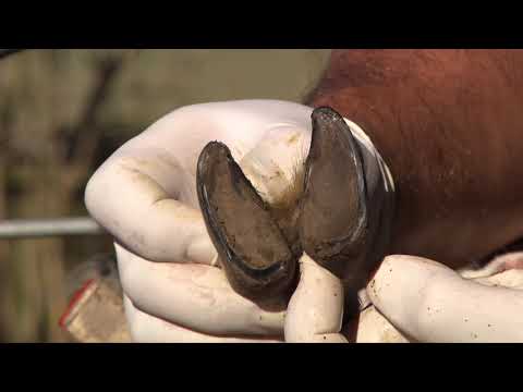 Moderhinke bei Schafen und Ziegen