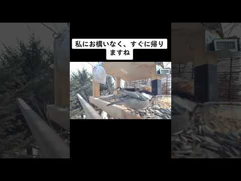 野鳥への餌やりはいつやめるべきですか?春のお手入れ方法は？  庭園