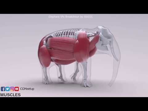 MPC Money Supermarket Elephant VFX Breakdown HD
