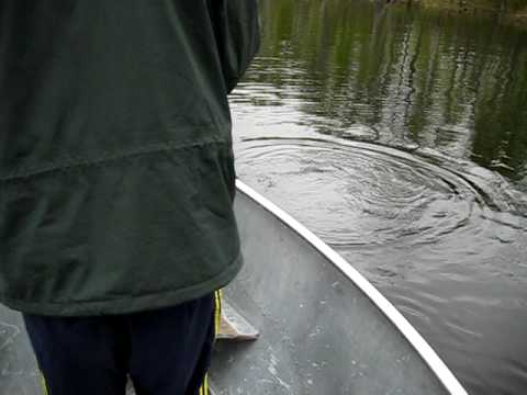 44 inch Northern Pike Swirls water part 1