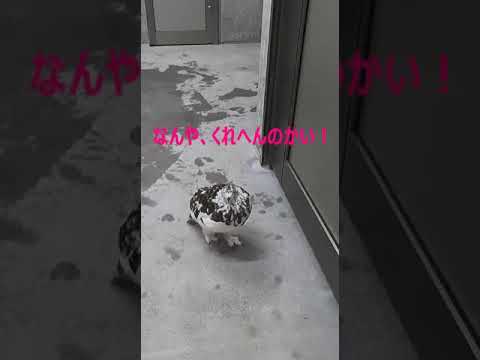 トウヒライチョウの分布