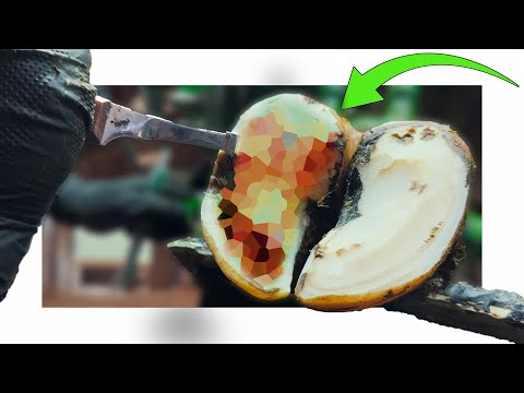 the MOST INCREDIBLE transformation of a HUGE hoof problem