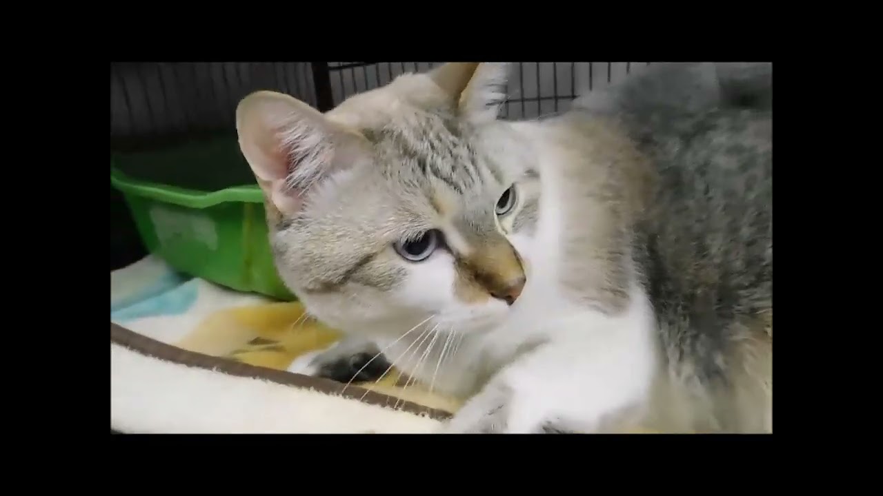 SMOKEY, a ADOPTABLE mixed breed in Ironwood, MI video 3/3