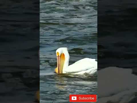 American white pelican hunting fish #shorts
