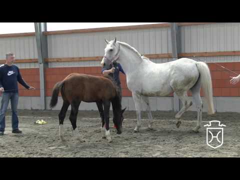 HEI175 Stutfohlen von Asca - Contendro I - Renomee Z