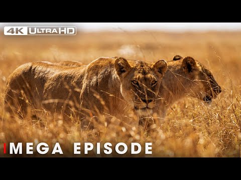 LION PRIDE | The Mystery of the Powerful Warriors | Nature Animal Documentary