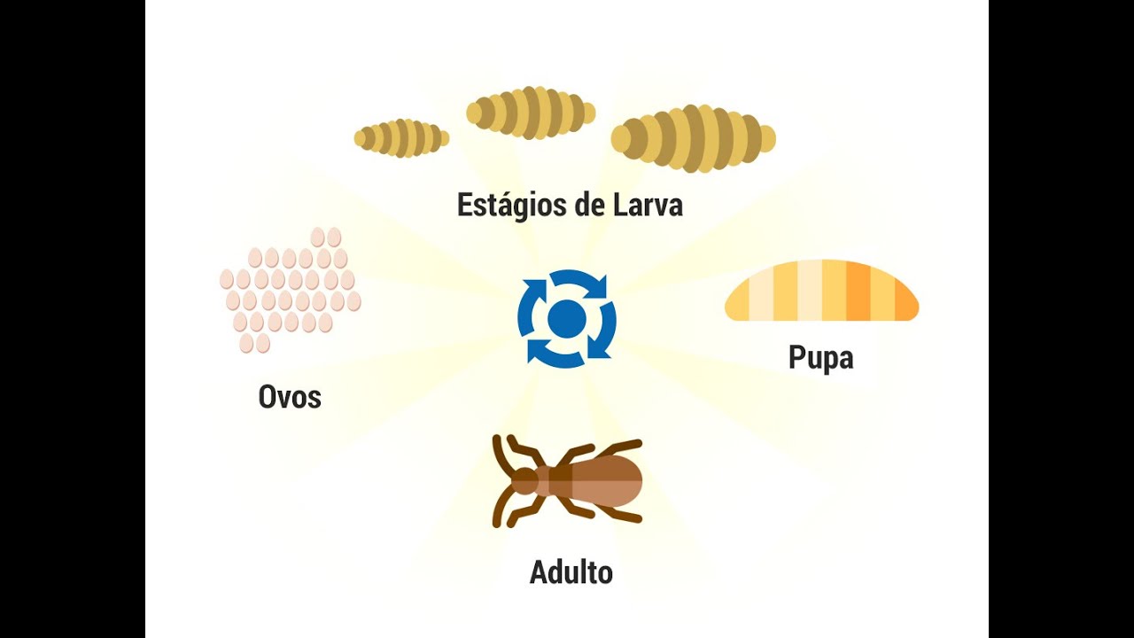 Veneno Caseiro Para Matar Broca De Madeira