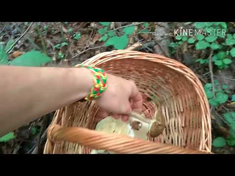 Gljivoljubitelji - Jutarnja potraga za gljivama