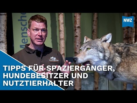 Beware of predators: What to do if you encounter a wolf?