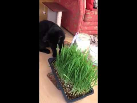 Taz with fresh tray of grass