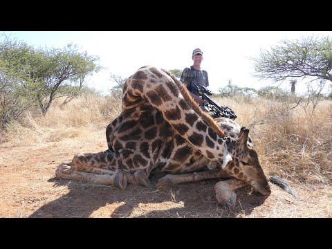 Why I Bowhunted a Giraffe