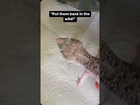 It was bread. Enzo is not bread. Enzo is safe and sound. My birds love a bread snack. Ok.🦎🥰