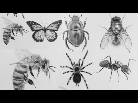Cómo DIBUJAR INSECTOS y sus TEXTURAS