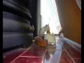 Reepicheep And Peanut S Adventures