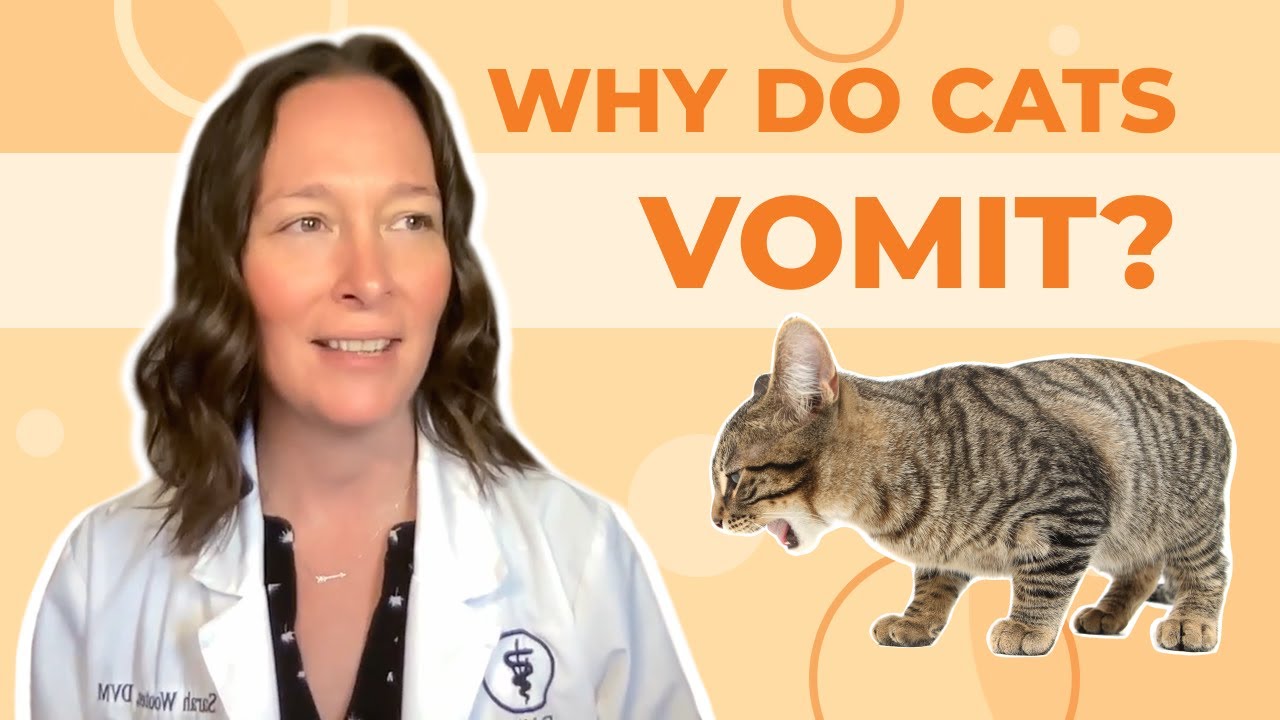 Why is my cat throwing up but acting normal?