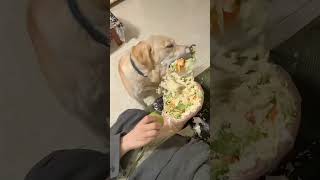 #animais #funny #cachorro #animals #naturezasurpreendente #pets