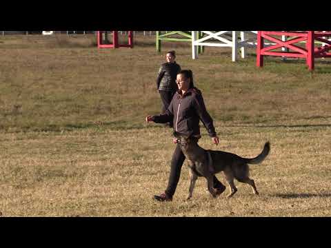 X-Elena von den Wölfen Bh vizsga/ 60 pont