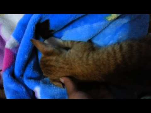 A kitten nurses to the blanket
