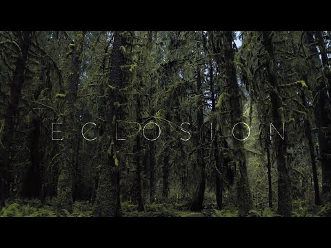 Tony Anderson - Éclosion (Visualized)
