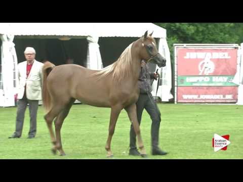 Bruges National  Class 3