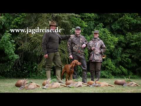 Der Bock liegt im Feuer - Bockjagd in Masuren ! Buck dropped instantly - roebuck hunt in Masuria!