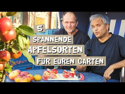 , title : '5 spannende und alte Apfelsorten für eure Gärten? Probiert und Vorgestellt'