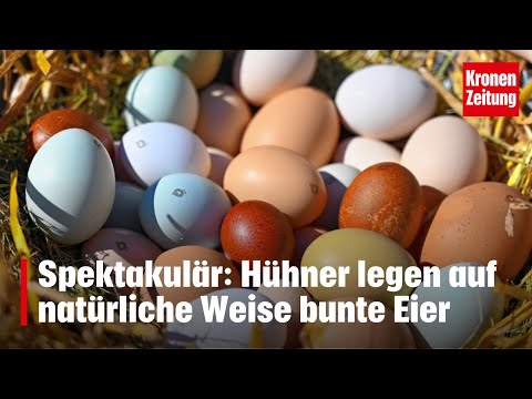 , title : 'Spektakulär: Hühner legen auf natürliche Weise bunte Eier | krone.tv News'