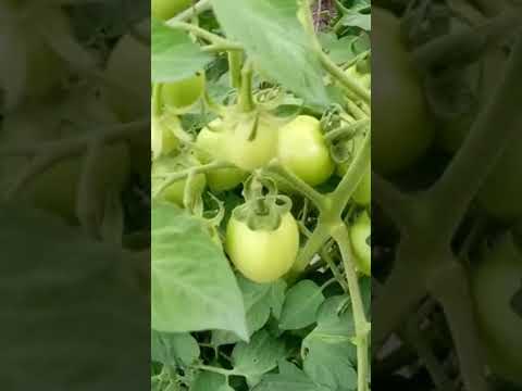 Aryaman  Tomato 🍅