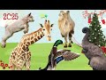 Nature S Voices Elephant Goat Duck Camel Giraffe