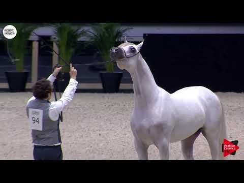 N.94 ARRAAB ALJASSIMYA - Paris 2018 - Yearling Colts (Class CM 4A)