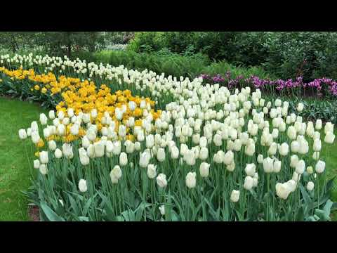 Keukenhof Gardens Netherlands -2018-