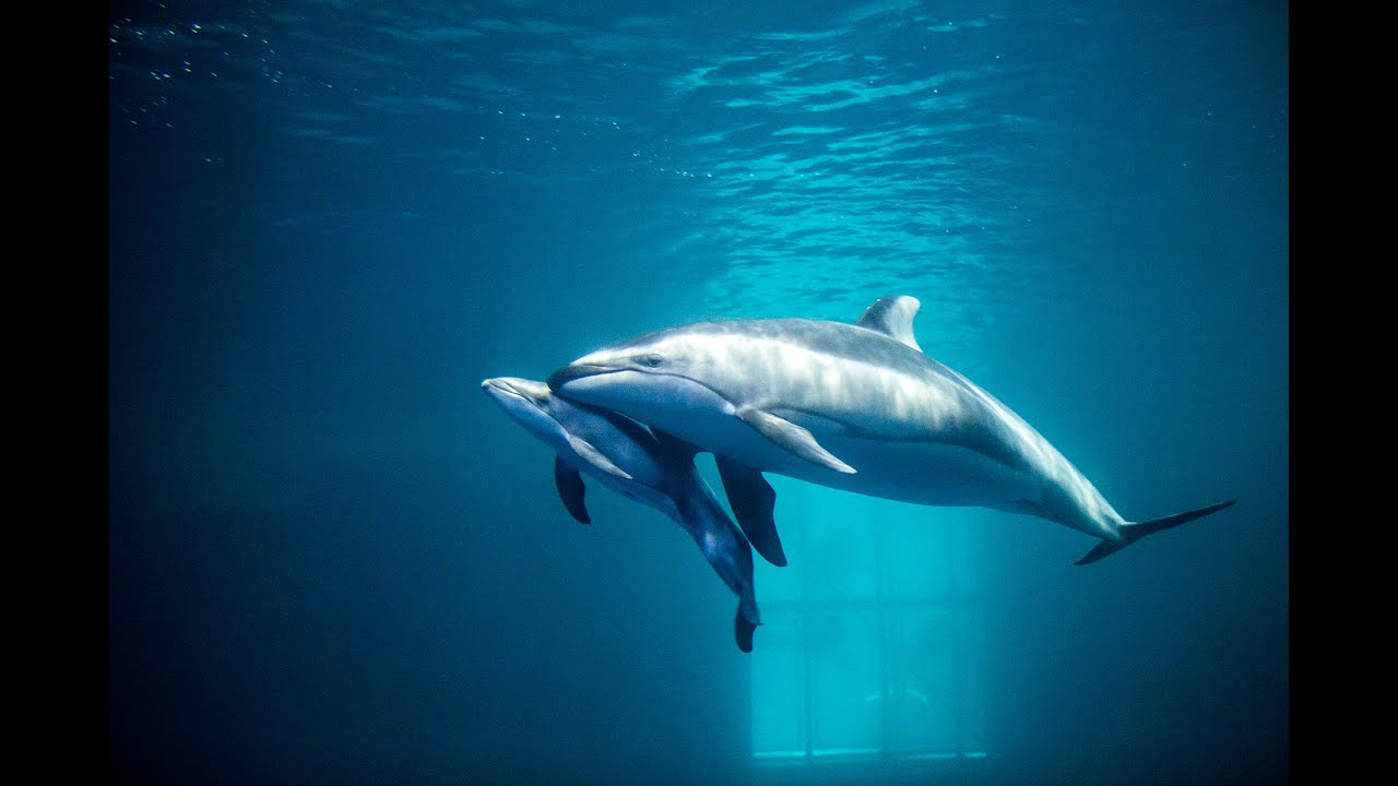 影/辛苦了!目睹小海豚誕生 水族館人員鼓掌致意