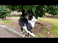 Homeless Tuxedo Cat Meows And Asks Me For Food And Love