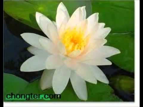 จากโรคสะเก็ดเงิน sglaza ฉสำหรับโรคสะเก็ดเงิน
