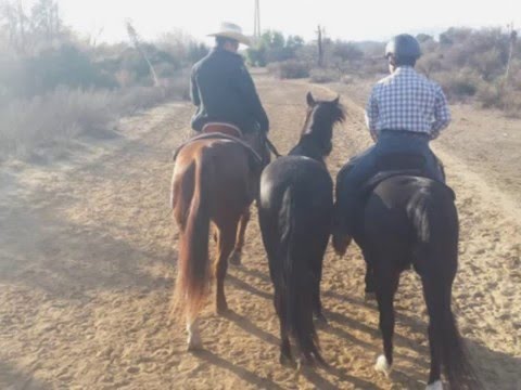Two Brothers Save Two Wild Mustangs