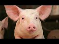One Step Closer To Using Cloned Pig Organs In Human Transplants